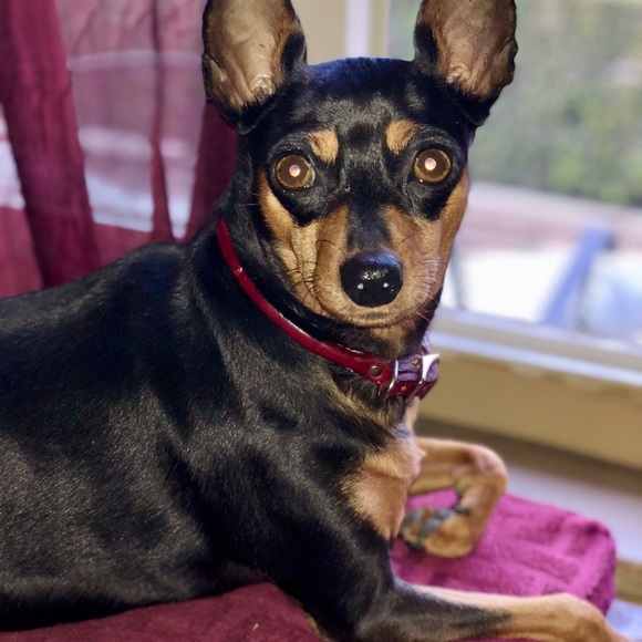 Meet your Posher, Rita Marie - Picture 7 of 10